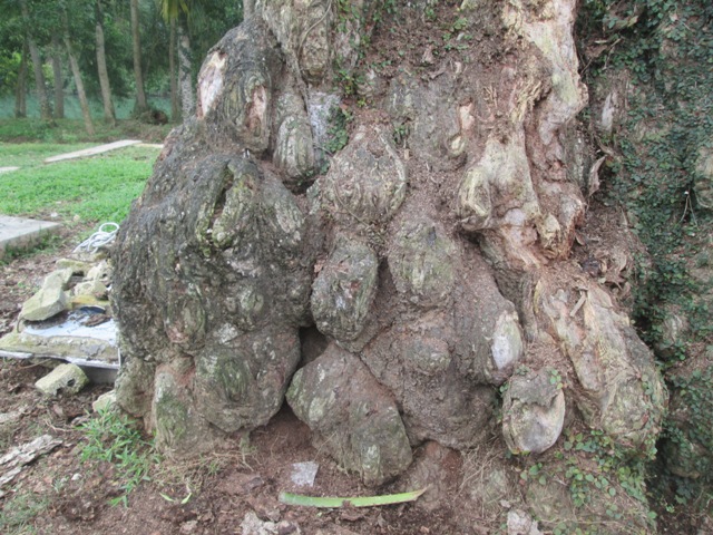 Với[-]độ[-]tuổi[-]hơn[-]300[-]năm,[-]gốc[-]cây[-]có[-]rất[-]nhiều[-]những[-]ụ[-]cục[-]xù[-]xì 
